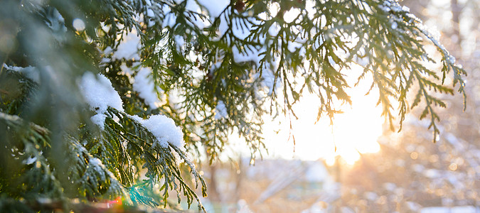 日落时的雪树枝白雪皑皑的冬天诞树日落时树枝图片