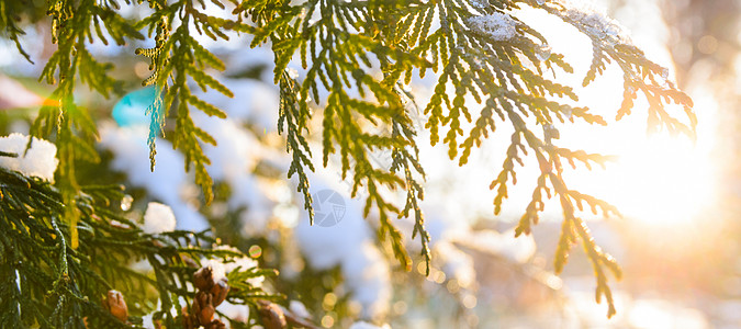 日落时的雪树枝雪冬诞树树枝,日落时锥图片