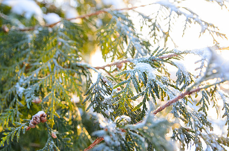 日落时的雪树枝雪冬诞树树枝,日落时锥图片