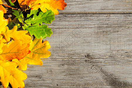 木桌上的绿色黄色红色的秋叶图片
