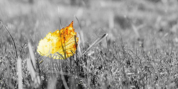 秋天的叶子草地上近景的橙色秋叶黑白草上图片