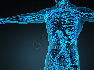 人体循环心血管系统与骨骼透明的身体图片