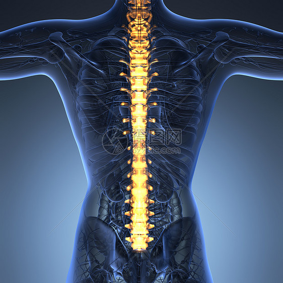 人背痛背痛,上身躯干骨架脊柱脊柱图片