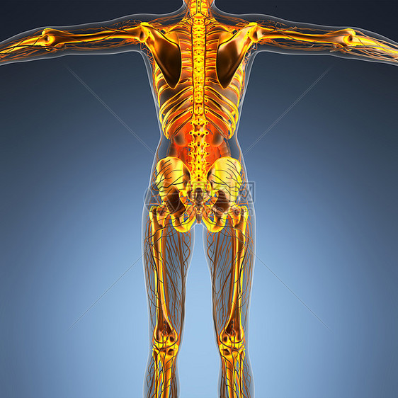 辉光骨架骨骼的人体的科学解剖学图片