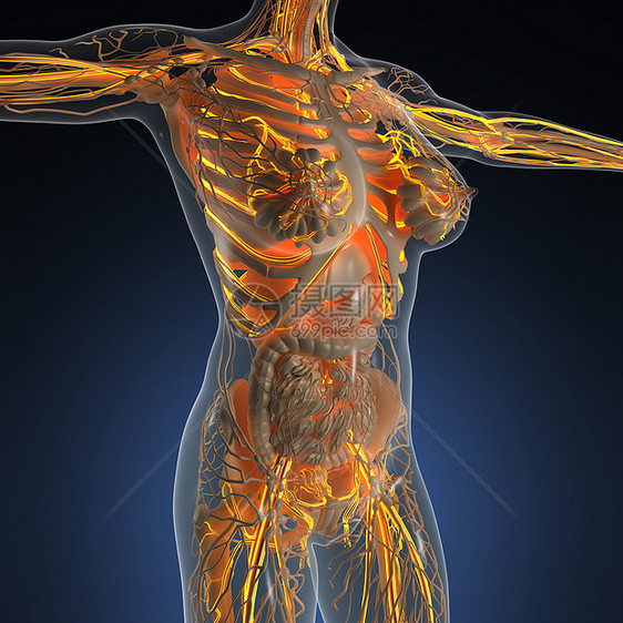 带辉光血管的人体的科学解剖学图片