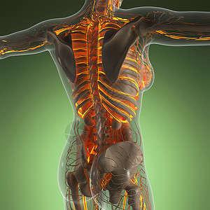 带辉光血管的人体的科学解剖学图片