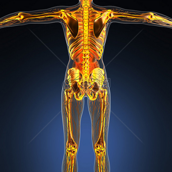 辉光骨架骨骼的人体的科学解剖学图片