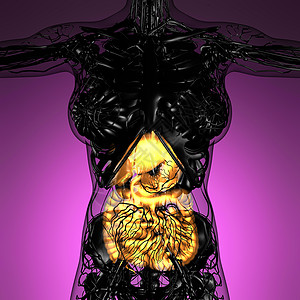 辉光消化系统的女身体的科学解剖学图片