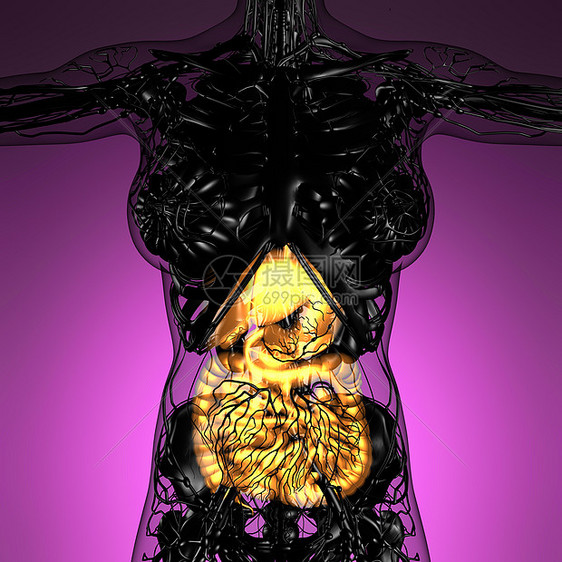 辉光消化系统的女身体的科学解剖学图片