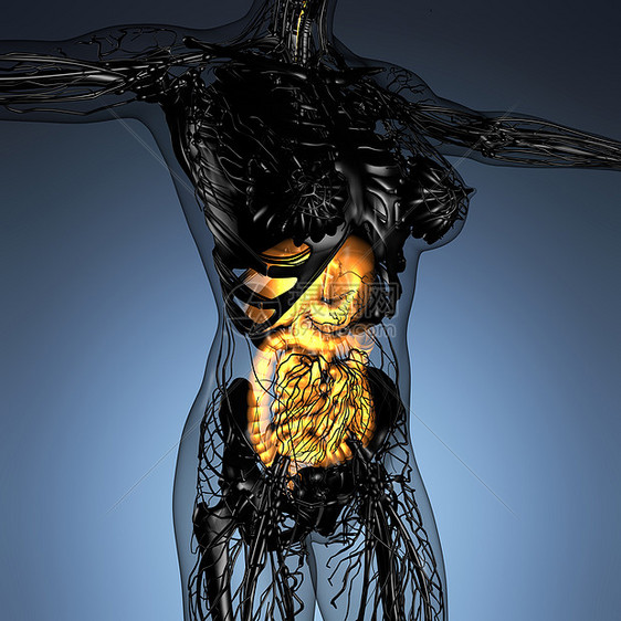 辉光消化系统的女身体的科学解剖学图片