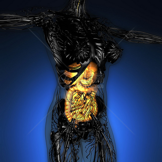 辉光消化系统的女身体的科学解剖学图片
