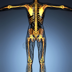 辉光骨架骨骼的人体的科学解剖学图片