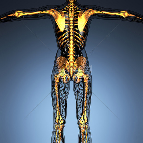 辉光骨架骨骼的人体的科学解剖学图片