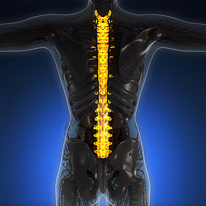带辉光背骨的人体的科学解剖学图片