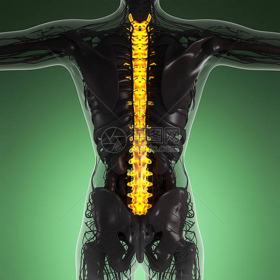带辉光背骨的人体的科学解剖学图片