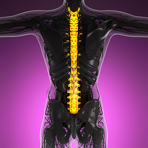 带辉光背骨的人体的科学解剖学图片