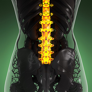 带辉光背骨的人体的科学解剖学图片