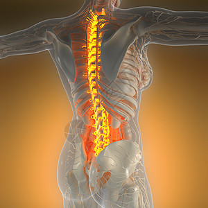 带辉光背骨的人体的科学解剖学图片