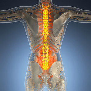 带辉光背骨的人体的科学解剖学图片