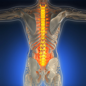 带辉光背骨的人体的科学解剖学图片