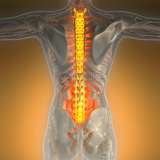 带辉光背骨的人体的科学解剖学图片