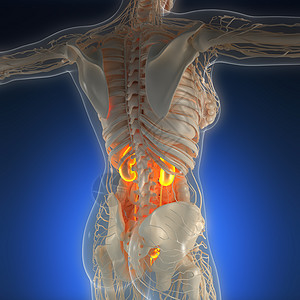 带辉光肾脏的X射线人体的科学解剖学图片