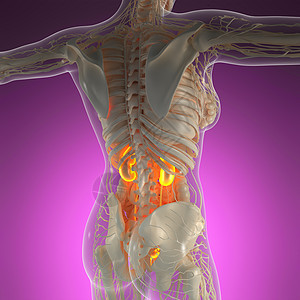 带辉光肾脏的X射线人体的科学解剖学图片