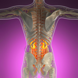 带辉光肾脏的X射线人体的科学解剖学图片