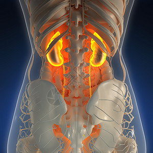 带辉光肾脏的X射线人体的科学解剖学图片