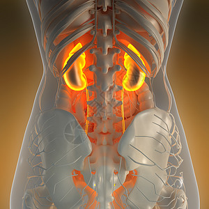 带辉光肾脏的X射线人体的科学解剖学背景图片