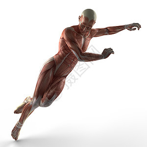 人体肌肉解剖图片