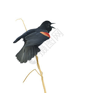 白色背景上雄红翼黑鸟的数字绘画图片