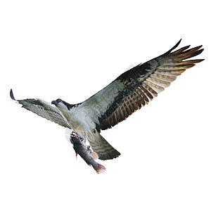 鱼鹰的数字绘画与鱼飞行,孤立白色图片
