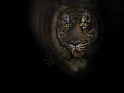 老虎的数码画,特写图片