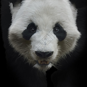 黑色背景下大熊猫的数字绘画图片