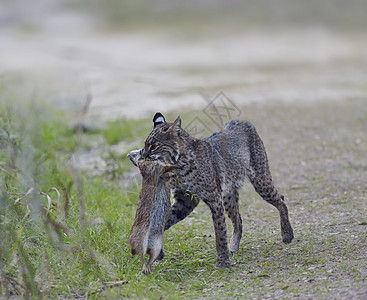 野山猫嘴里衔着只兔子图片