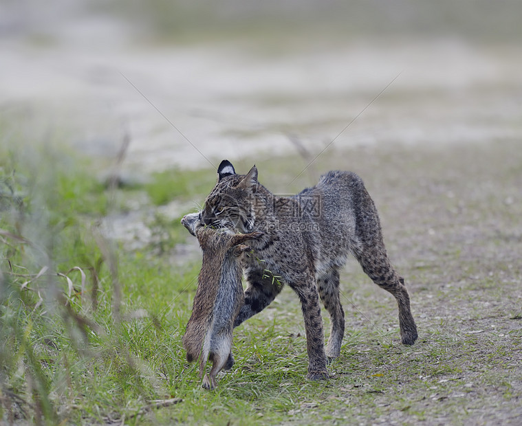 野山猫嘴里衔着只兔子