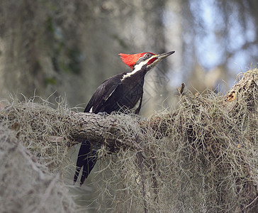 佛罗里达湿地堆积如山的啄木鸟图片