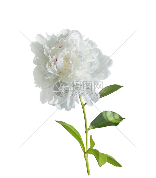 白色牡丹花白色背景上分离高清图片下载 正版图片 摄图网 白色牡丹花白色背景上分离高清图片下载 正版图片 摄图网