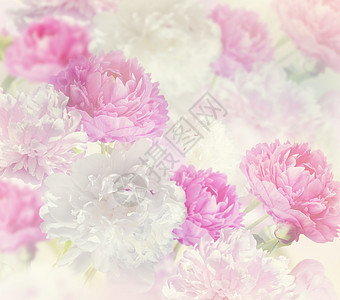 粉红色白色牡丹花为背景图片