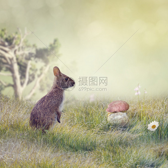 野兔站草地上图片
