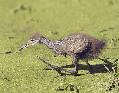 佛罗里达湿地散步的林普金小鸡图片