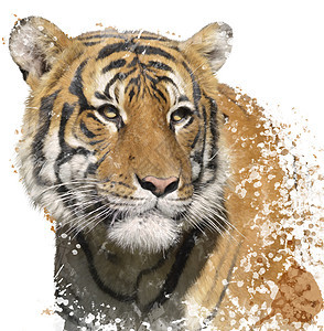 老虎肖像的数字绘画图片