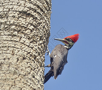 雄啄木鸟堆树上图片