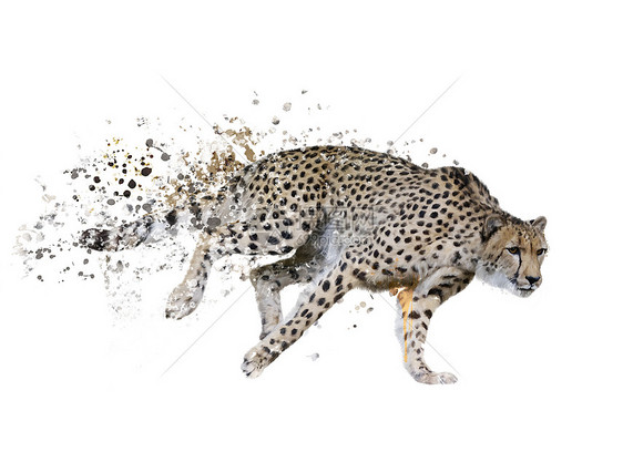 奔跑猎豹的数字绘画图片