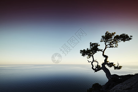 日落时的树海克里米亚风景自然背景图片