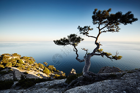 日落时的树海克里米亚风景自然背景图片