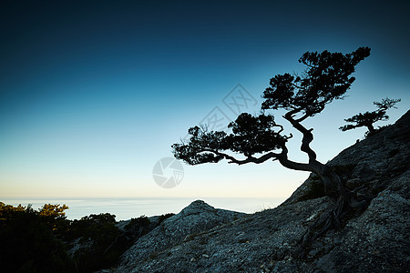 日落时的树海克里米亚风景自然背景图片