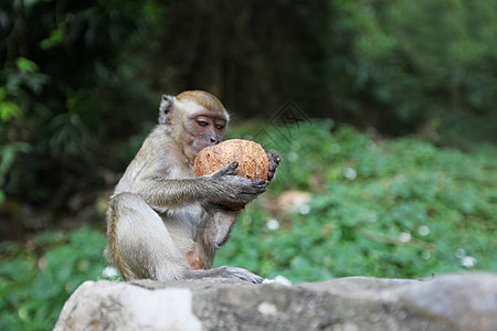 猴子吃椰子图片