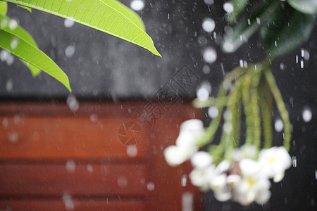 热带雨雨滴热带植物花背景上图片